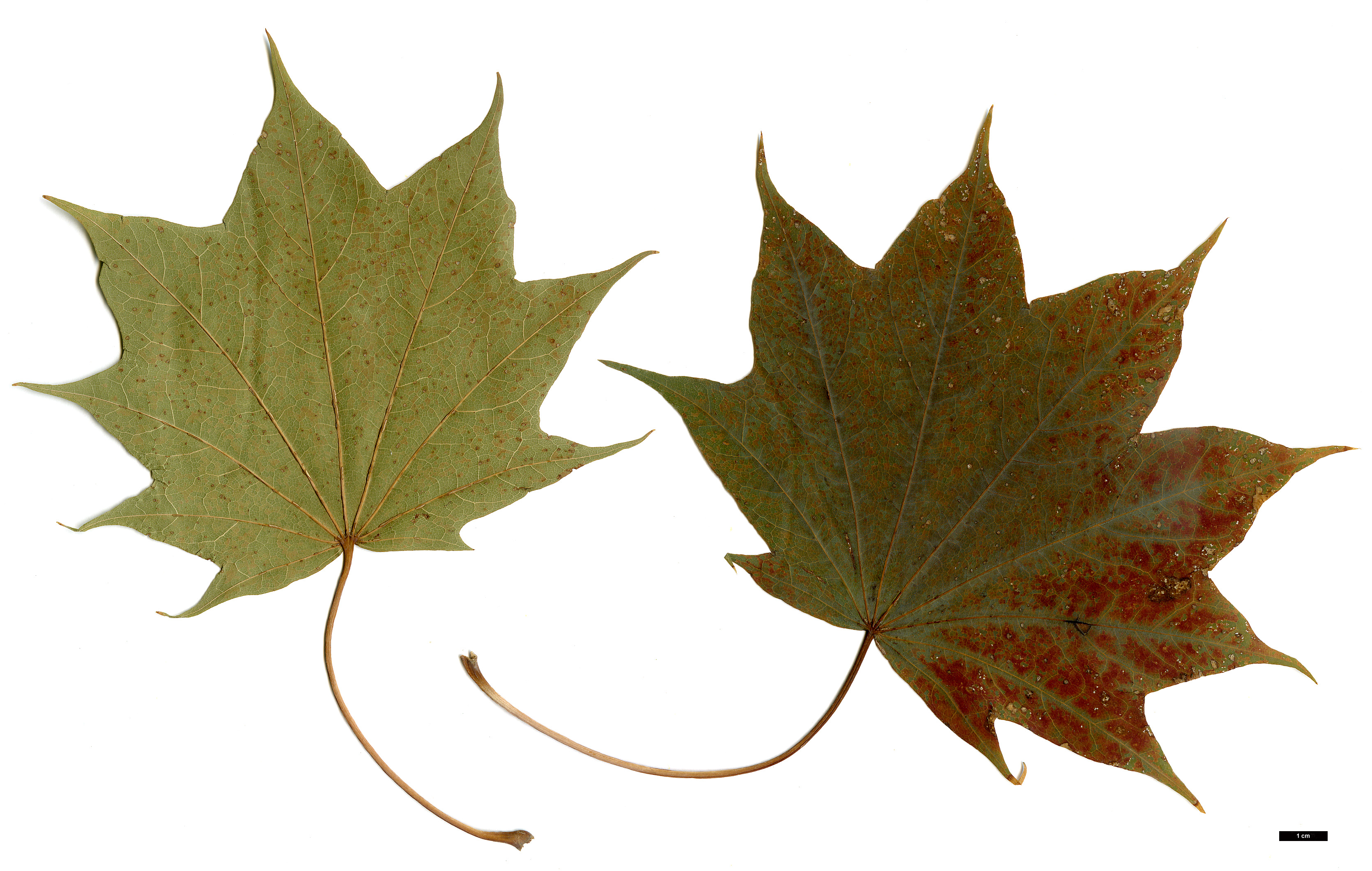 High resolution image: Family: Sapindaceae - Genus: Acer - Taxon: pictum - SpeciesSub: subsp. okamotoanum